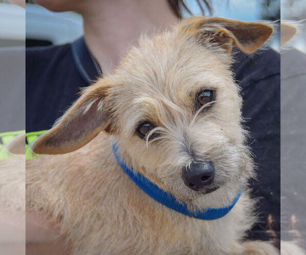 Medium Photo #2 Chiweenie Puppy For Sale in Huntley, IL, USA
