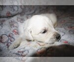 Small #2 English Cream Golden Retriever