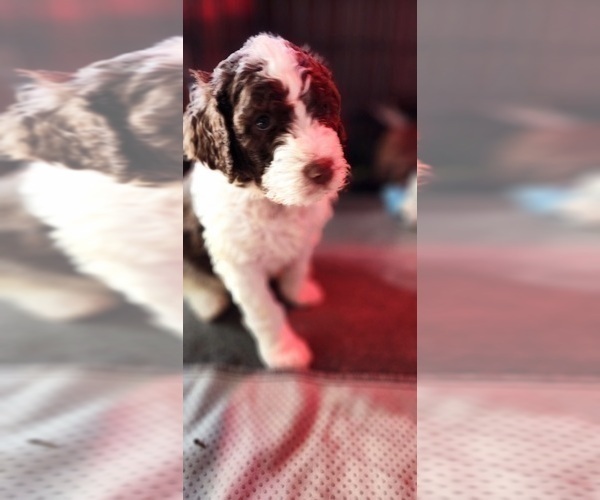 Medium Photo #13 Bernedoodle Puppy For Sale in GEORGETOWN, DE, USA