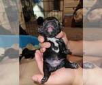 Small Photo #31 French Bulldog Puppy For Sale in FONTANA, CA, USA