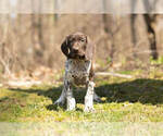 Small Photo #5 German Shorthaired Pointer Puppy For Sale in BRISTOL, IN, USA