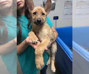 German Shepherd Dog-Unknown Mix Dogs for adoption in Bakersfield, CA, USA