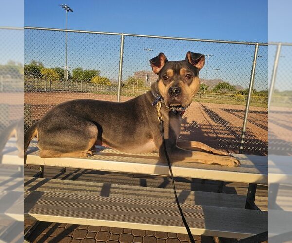 Medium Photo #17 Rus-A-Pei Puppy For Sale in Chandler, AZ, USA