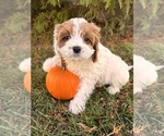 Small #2 Cavapoo
