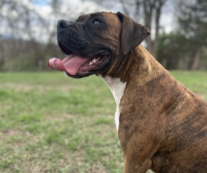 Mother of the Boxer puppies born on 03/02/2026