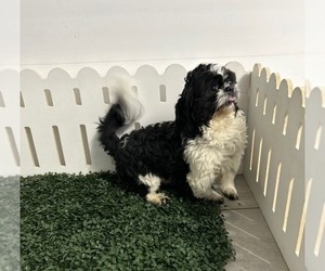 Father of the Shih Tzu puppies born on 06/16/2026