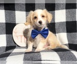 Small Photo #10 Maltipoo Puppy For Sale in LAKELAND, FL, USA