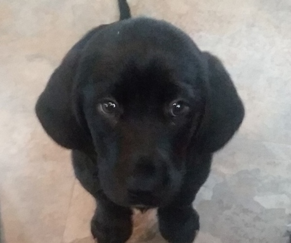 Medium Photo #1 Basset Hound-Labrador Retriever Mix Puppy For Sale in AZLE, TX, USA