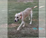 Small #3 Bulldog-Great Dane Mix