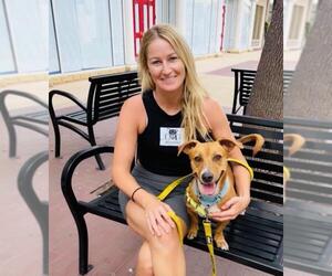 Dachshund-Unknown Mix Dogs for adoption in Santa Barbara, CA, USA