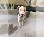Small #1 Catahoula Leopard Dog Mix