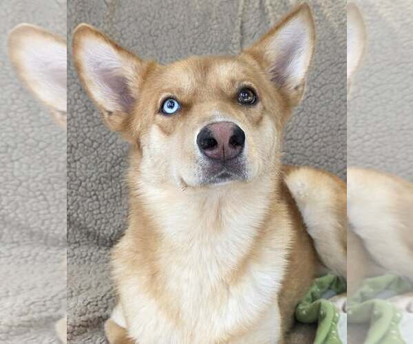 Medium Photo #5 Aussie Siberian Puppy For Sale in Cuba, NY, USA