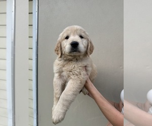 Golden Retriever Litter for sale in CHAMPIONS GATE, FL, USA
