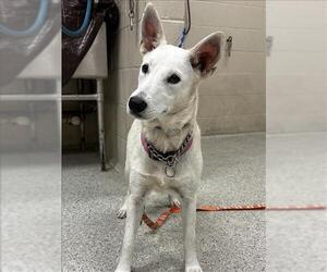 German Shepherd Dog-Huskies  Mix Dogs for adoption in Conroe, TX, USA