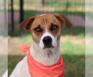 Mutt Dogs for adoption in San Antonio, TX, USA