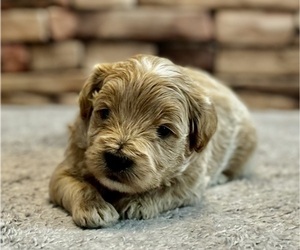 Goldendoodle (Miniature) Puppy for sale in HALTOM CITY, TX, USA