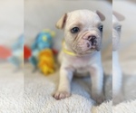 Puppy Jordon Faux Frenchbo Bulldog