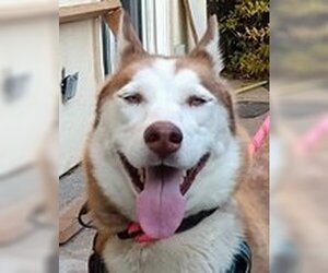 Neena D7481 (was Tootsie - Female - Mix Dog for Adoption - Photo #2