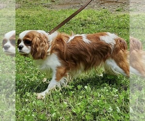 Mother of the Cavalier King Charles Spaniel puppies born on 09/17/2023