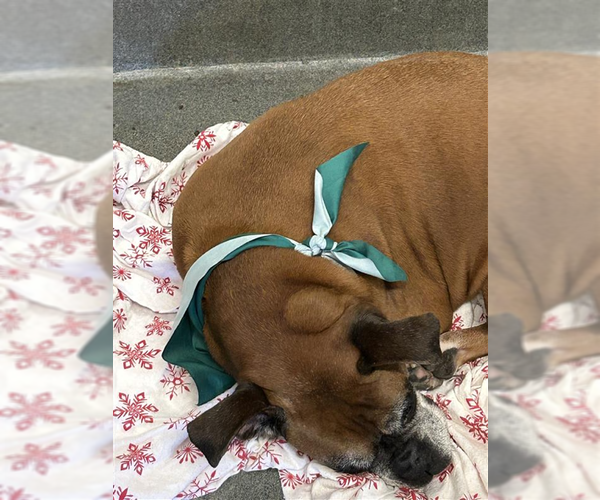 Medium Photo #2 Boxer Puppy For Sale in Austin, TX, USA