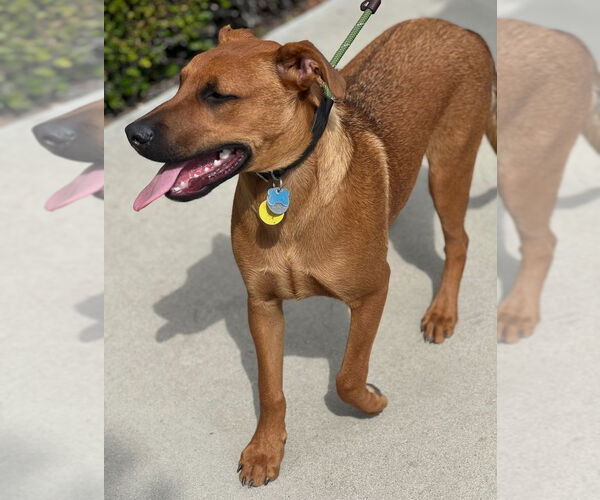 Medium Photo #9 Mutt Puppy For Sale in Dana Point, CA, USA