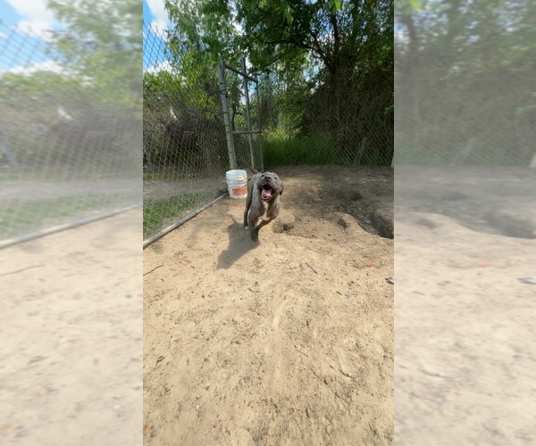 Medium Photo #16 Boxador Puppy For Sale in Orangeburg, SC, USA