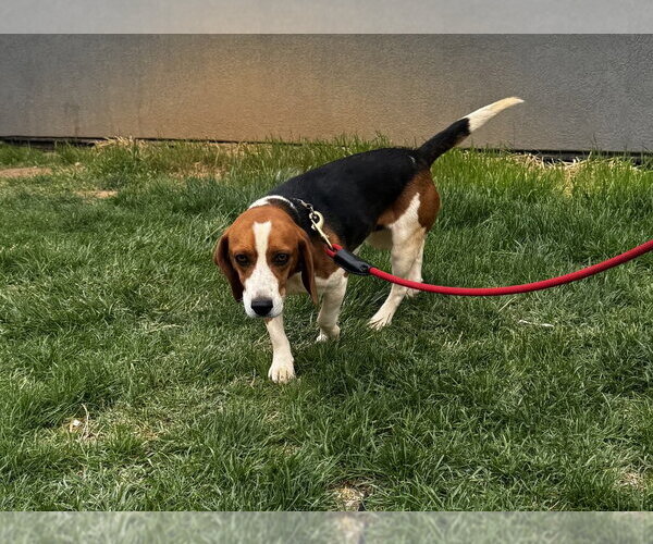 Medium Photo #2 Black and Tan Coonhound Puppy For Sale in Greenbelt, MD, USA