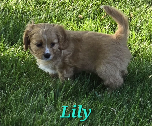 Medium Photo #20 Cavapoo Puppy For Sale in BATESVILLE, IN, USA