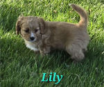 Small Photo #20 Cavapoo Puppy For Sale in BATESVILLE, IN, USA