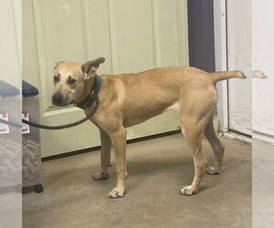 Carolina Dog-Unknown Mix Dogs for adoption in Sparta, TN, USA