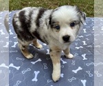Small #3 Australian Shepherd