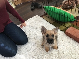 Norwich Terrier Puppy for sale in SANTA CLARITA, CA, USA