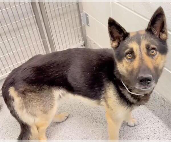 Medium Photo #3 German Shepherd Dog Puppy For Sale in Houston, TX, USA