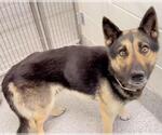 Small #2 German Shepherd Dog