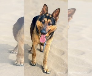 German Shepherd Dog Dogs for adoption in Rustburg, VA, USA