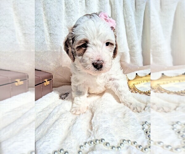 Medium Photo #55 Goldendoodle (Miniature) Puppy For Sale in GASTONIA, NC, USA
