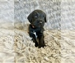 Puppy Dumbledore Double Doodle