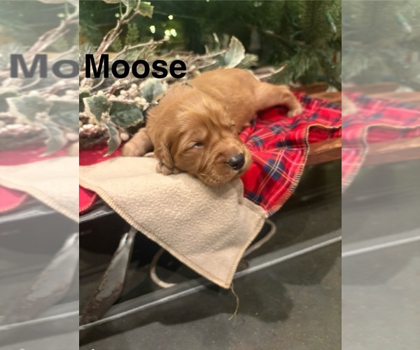 Medium Photo #10 Golden Retriever Puppy For Sale in MARSHFIELD, MO, USA