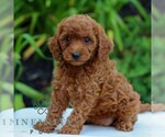 Small #3 Goldendoodle (Miniature)