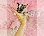 Small #25 Chihuahua