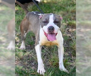 Mutt Dogs for adoption in Glen Allen, VA, USA