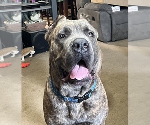 Father of the Cane Corso puppies born on 06/13/2025