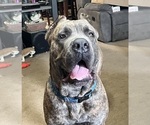 Small Photo #1 Cane Corso Puppy For Sale in NEW TAZEWELL, TN, USA