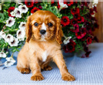 Small #5 Cavalier King Charles Spaniel