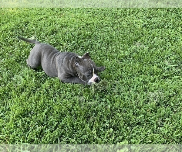 Medium Photo #3 American Bully Puppy For Sale in COLLEGE PARK, MD, USA