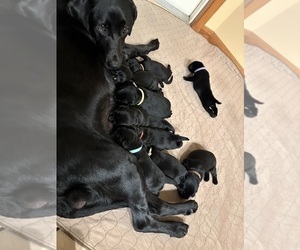 Mother of the Labrador Retriever puppies born on 09/28/2023