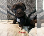 Small Photo #8 Labbe Puppy For Sale in Anchorage, AK, USA