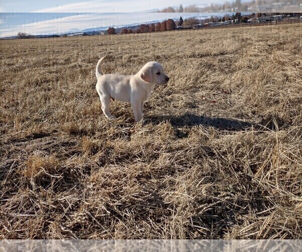 Medium Photo #6 Labrador Retriever Puppy For Sale in YAKIMA, WA, USA