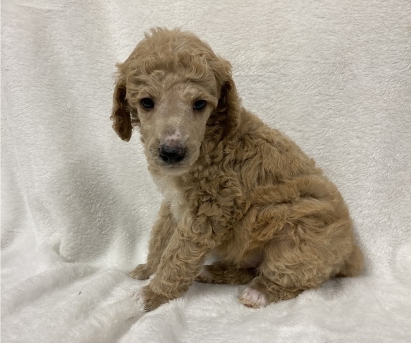 Medium Photo #8 Poodle (Standard) Puppy For Sale in CHETEK, WI, USA