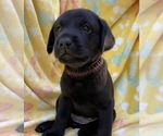 Small Photo #2 Labrador Retriever Puppy For Sale in HOLLY SPRINGS, NC, USA